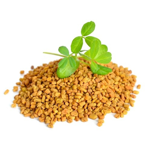 Indian fenugreek seeds for bulk export