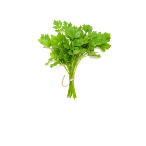 Premium Indian coriander seeds for export